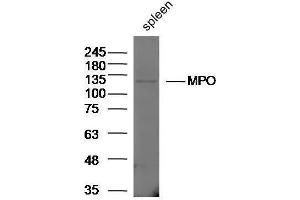 Rat spleen lysates probed with Rabbit Anti-MPO Polyclonal Antibody, Unconjugated  at 1:5000 for 90 min at 37˚C. (Myeloperoxidase antibody  (AA 678-745))