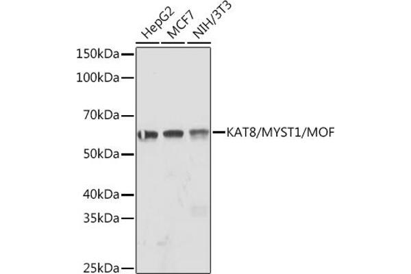 MYST1 anticorps