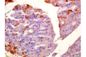 Formalin-fixed and paraffin embedded mouse pancreas labeled with Anti-SGK1 Polyclonal Antibody, Unconjugated (ABIN1385850) at 1:200 followed by conjugation to the secondary antibody and DAB staining (SGK1 antibody)