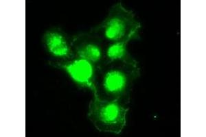 Anti-SILV mouse monoclonal antibody (ABIN2452257) immunofluorescent staining of COS7 cells transiently transfected by pCMV6-ENTRY SILV (RC200663).