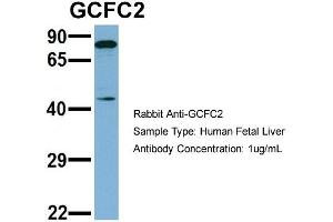 Host: Rabbit   Target Name: GCFC2   Sample Tissue: Human Fetal Liver  Antibody Dilution: 1.