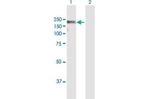 Western Blot analysis of THBS1 expression in transfected 293T cell line by THBS1 MaxPab polyclonal antibody. (Thrombospondin 1 antibody  (AA 1-1170))