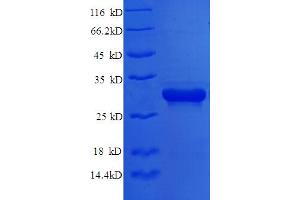 SDS-PAGE (SDS) image for Syntaxin 6 (STX6) (AA 4-231), (partial) protein (His tag) (ABIN5710432) (Syntaxin 6 Protein (STX6) (AA 4-231, partial) (His tag))