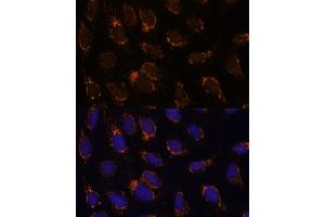 Immunofluorescence analysis of U-2 OS cells using TSFM Polyclonal Antibody (ABIN7271022) at dilution of 1:100 (40x lens). (TSFM antibody  (AA 245-346))