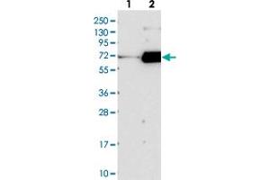 Western blot analysis of Lane 1: Negative control (vector only transfected HEK293T lysate), Lane 2: Over-expression Lysate (Co-expressed with a C-terminal myc-DDK tag (~3. (FAM198B antibody)