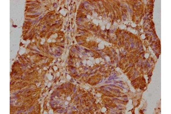 GNAT3 antibody  (AA 2-354)