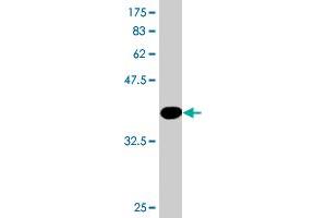 Western Blot detection against Immunogen (42. (RPS14 antibody  (AA 1-151))