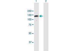 Western Blot analysis of RBM19 expression in transfected 293T cell line by RBM19 MaxPab polyclonal antibody. (RBM19 antibody  (AA 1-960))