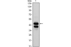 Western blot analysis using GATA1 mouse mAb against K562 (1) cell lysate. (GATA1 antibody)