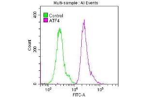Overlay histogram showing Hela cells stained with ABIN7127347 (red line) at 1:50. (Recombinant ATF4 antibody)