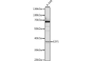 Western blot analysis of extracts of A-549 cells, using E2F5 antibody (ABIN7266878) at 1:1000 dilution. (E2F5 antibody  (AA 197-346))