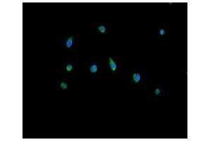 IF analysis of Peroxiredoxin 5 using anti-Peroxiredoxin 5 antibody (ABIN3043906).