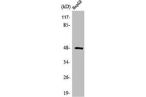 Western Blot analysis of HepG2 cells using Strad Polyclonal Antibody