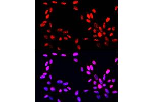 Immunofluorescence analysis of NIH-3T3 cells using Phospho-Histone H3-S10/T11 Rabbit pAb (ABIN7267688) at dilution of 100 (40x lens). (Histone 3 antibody  (H3S10p, H3T11p))