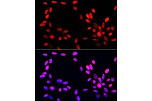 Immunofluorescence analysis of NIH-3T3 cells using Phospho-Histone H3-S10/T11 Rabbit pAb (ABIN7267688) at dilution of 100 (40x lens). (Histone 3 antibody  (H3S10p, H3T11p))