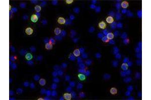 Immunofluorescence (IF) image for anti-Granzyme A (Granzyme 1, Cytotoxic T-Lymphocyte-Associated serine Esterase 3) (GZMA) antibody (Alexa Fluor 594) (ABIN2656845) (GZMA antibody  (Alexa Fluor 594))