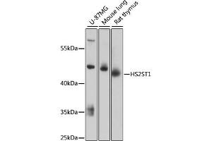 Western blot analysis of extracts of various cell lines, using HS2ST1 antibody (ABIN6130461, ABIN6141993, ABIN6141994 and ABIN6217971) at 1:3000 dilution. (HS2ST1 antibody  (AA 1-229))