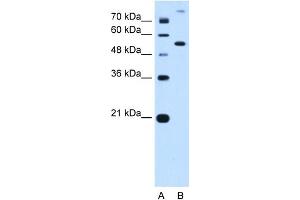 PPAT antibody - N-terminal region  validated by WB using HepG2 Cell Lysate at 0. (PPAT antibody  (N-Term))