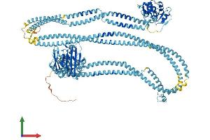 AlphaFold protein structure predicition of Mouse Recombinant Smc2 Protein, UniprotID Q8CG48