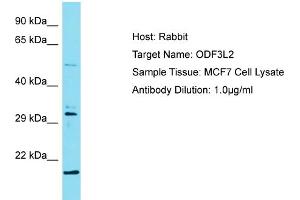 Host: Rabbit Target Name: ODF3L2 Sample Type: MCF7 Whole Cell lysates Antibody Dilution: 1. (ODF3L2 antibody  (C-Term))