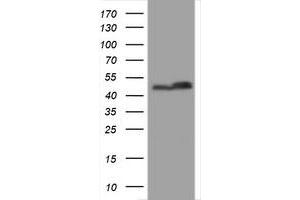 Image no. 2 for anti-SERPINE1 mRNA Binding Protein 1 (SERBP1) (AA 1-262) antibody (ABIN1490675) (SERBP1 antibody  (AA 1-262))