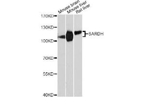 Western blot analysis of extracts of various cell lines, using SARDH Antibody. (SARDH antibody)