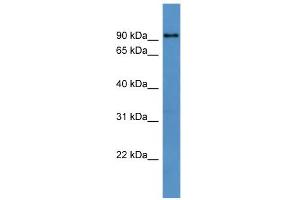 WB Suggested Anti-Dyrk1a Antibody Titration: 0.