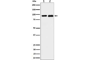 Western Blotting (WB) image for anti-Cold Shock Domain Containing E1, RNA-Binding (CDSE1) antibody (ABIN7607120)