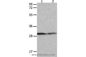 Western blot analysis of Hela cell and mouse kidney tissue  , using YWHAB Polyclonal Antibody at dilution of 1:550 (YWHAB antibody)