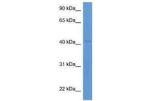 Image no. 1 for anti-Hematopoietic SH2 Domain Containing (HSH2D) (AA 267-316) antibody (ABIN6746887) (HSH2D antibody  (AA 267-316))