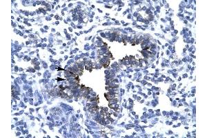 KIF5A antibody was used for immunohistochemistry at a concentration of 4-8 ug/ml to stain Epithelial cells of bronchiole (arrows) in Human Lung.