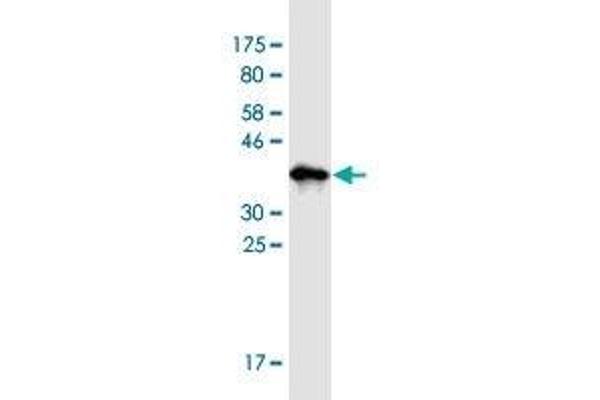 CLECL1 antibody  (AA 82-167)