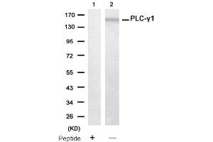 Image no. 2 for anti-phospholipase C, gamma 1 (PLCG1) (Tyr771) antibody (ABIN319400) (Phospholipase C gamma 1 antibody  (Tyr771))