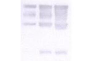 Image no. 1 for anti-Nidogen 1 (NID1) antibody (ABIN341124) (Nidogen 1 antibody)