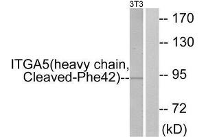 Western Blotting (WB) image for anti-Integrin, alpha 5 (ITGA5) (Cleaved-Phe42), (N-Term) antibody (ABIN1853564) (ITGA5 antibody  (Cleaved-Phe42, N-Term))