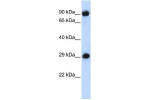 PSMA3 antibody used at 1 ug/ml to detect target protein. (PSMA3 antibody)