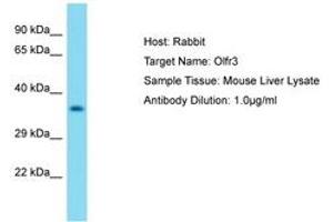 Image no. 1 for anti-Olfactory Receptor 1J1 (OR1J1) (AA 181-230) antibody (ABIN6750428) (OR1J1 antibody  (AA 181-230))