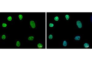 ICC/IF Image NANOG antibody [N3C3] detects NANOG protein at nucleus by immunofluorescent analysis. (Nanog antibody)