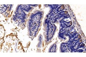 Detection of TFF2 in Mouse Small intestine Tissue using Polyclonal Antibody to Trefoil Factor 2 (TFF2) (Trefoil Factor 2 antibody  (AA 25-127))