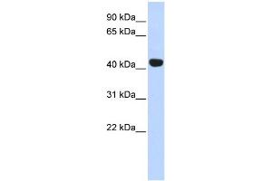 WB Suggested Anti-EGLN2 Antibody Titration:  0. (PHD1 antibody  (Middle Region))