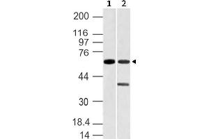 Image no. 1 for anti-Vang-Like 1 (Vangl1) (AA 148-400) antibody (ABIN5027628) (Vangl1 antibody  (AA 148-400))