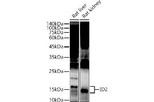 Western blot analysis of extracts of various cell lines, using ID2 antibody (ABIN3021261, ABIN3021262, ABIN3021263 and ABIN6214091) at 1:500 dilution.
