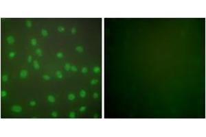 Immunofluorescence analysis of NIH-3T3 cells, using HDAC1 Antibody. (HDAC1 antibody  (AA 433-482))