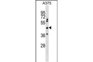 Western blot analysis in A375 cell line lysates (35ug/lane). (ASPHD2 antibody  (AA 165-194))
