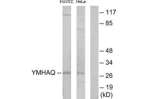 Western Blotting (WB) image for anti-14-3-3 theta (YWHAQ) (Internal Region) antibody (ABIN1850149) (14-3-3 theta antibody  (Internal Region))