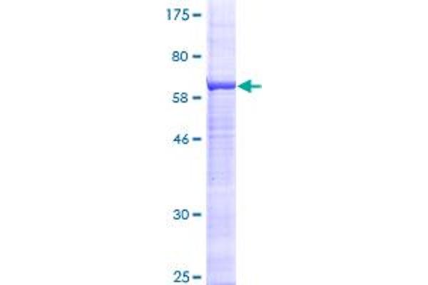 ST3GAL5 Protein (AA 1-390) (GST tag)