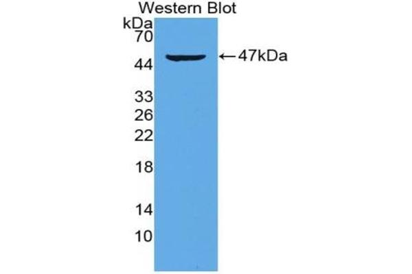IL-21 anticorps  (AA 25-146)