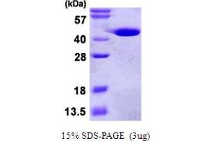 SDS-PAGE (SDS) image for Guanosine Monophosphate Reductase (GMPR) (AA 1-345) protein (His tag) (ABIN667675) (GMPR Protein (AA 1-345) (His tag))