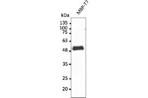 Western Blotting (WB) image for anti-T7-Tag antibody (ABIN6254213)