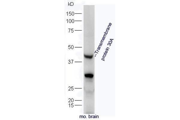 TMEM30A antibody  (AA 251-350)